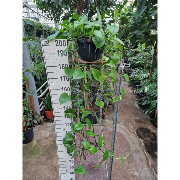 <h4>Epipremnum Aureum hangplant XL</h4>