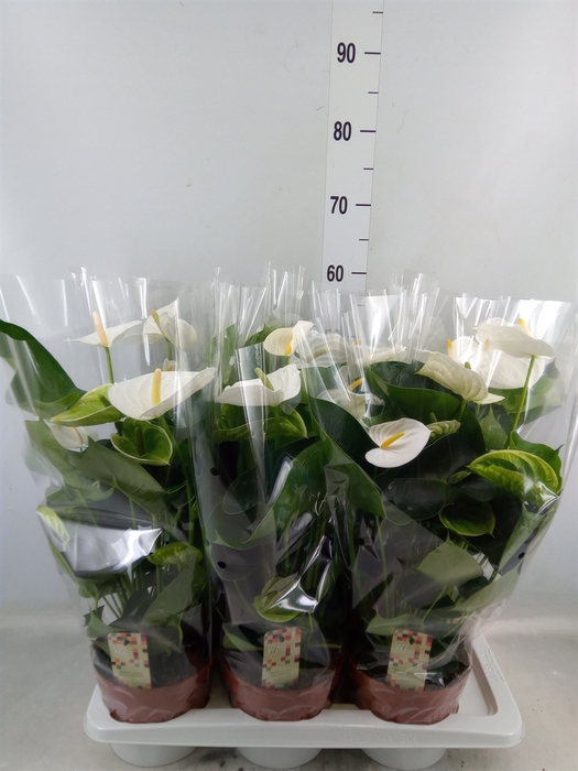 <h4>Anthurium andr. 'Alpine'</h4>