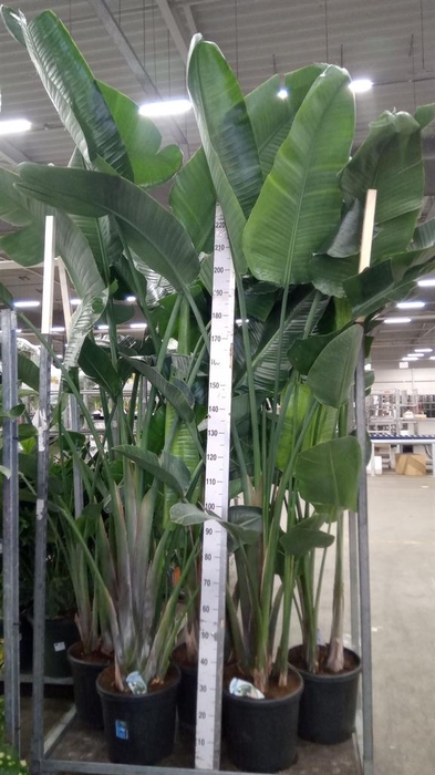 <h4>Strelitzia nicolai</h4>