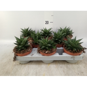 Haworthia limifolia