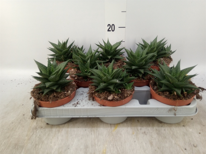 <h4>Haworthia limifolia</h4>