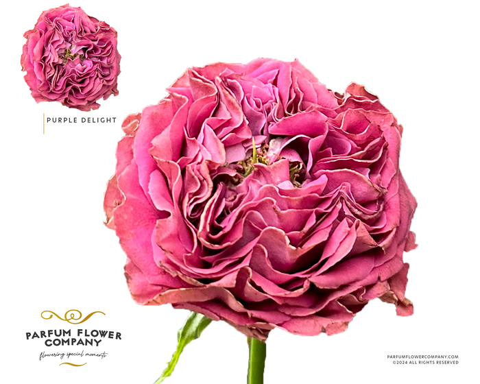 <h4>Rosa Garden Purple Delight</h4>