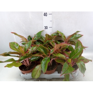 Aglaonema  'Crete'