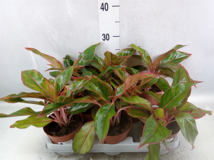 <h4>Aglaonema  'Crete'</h4>