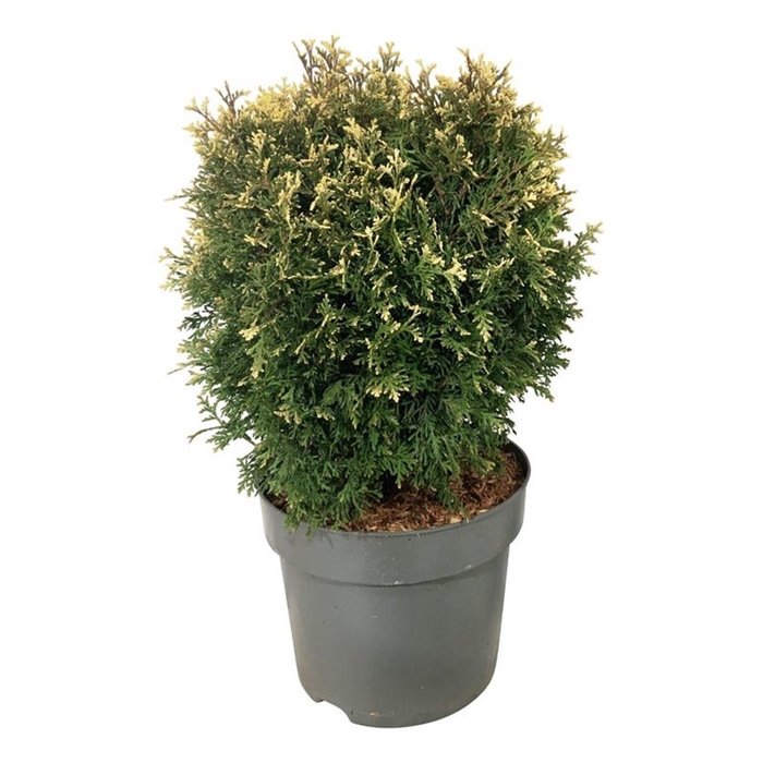 <h4>Thuja occ. 'Piccadilly'</h4>