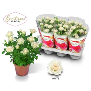 RO TUNESIE  CREAM ST