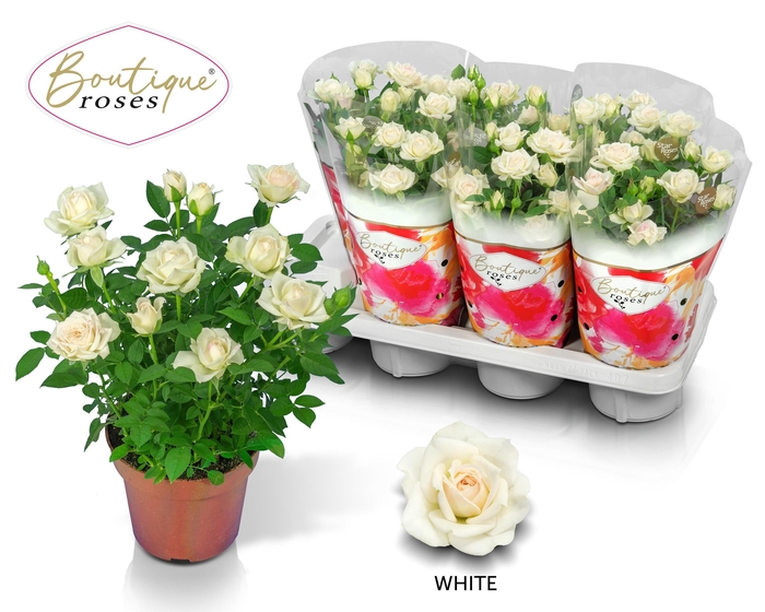 <h4>RO TUNESIE  CREAM ST</h4>