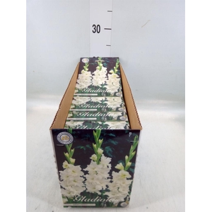 Flowerbulbs, corns or tubers   ...