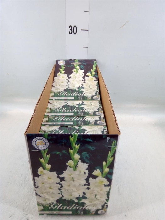 <h4>Flowerbulbs, corns or tubers   ...</h4>