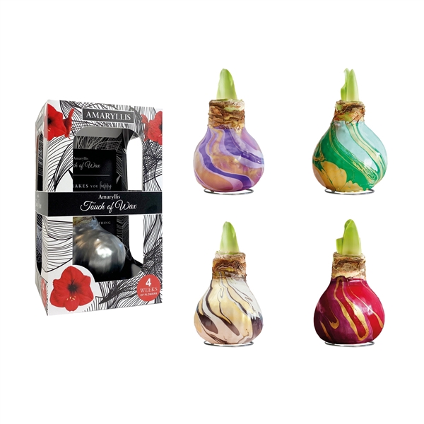 <h4>Amaryllis TOW Swirl Mixed 12x1, rode bloem, Carton Giftbox</h4>