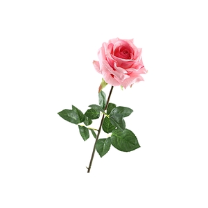Rosa Pink