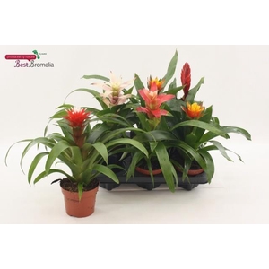 BROMELIA GEM