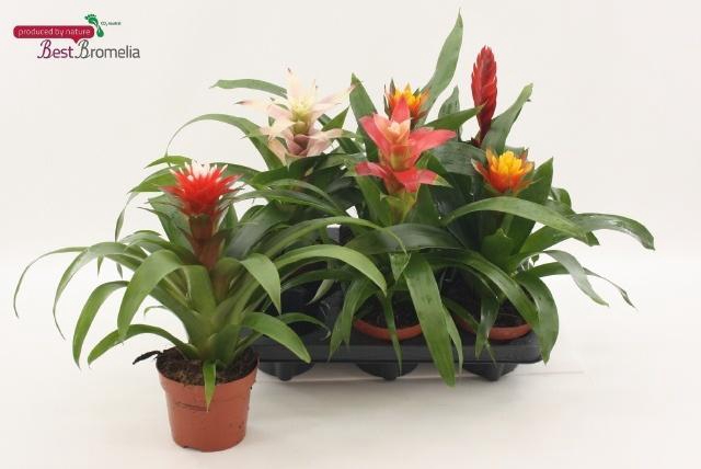 <h4>BROMELIA GEM</h4>