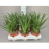 Aloe arborescens