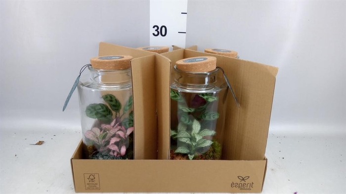 <h4>Arr. Planten L%</h4>