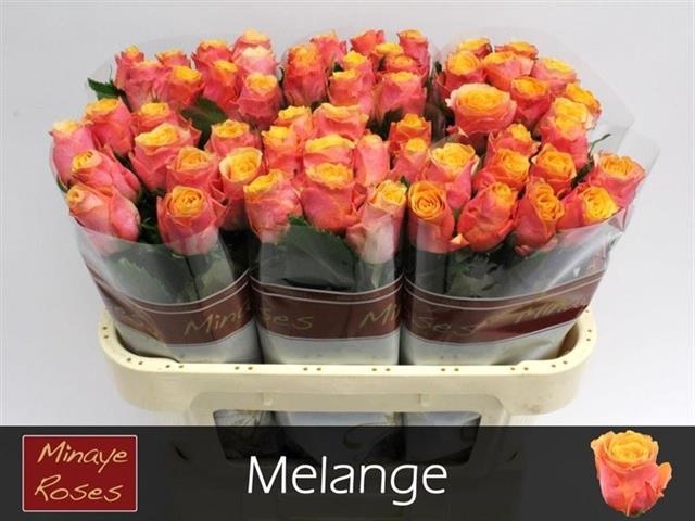 R GR MELANGE