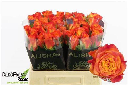 <h4>R Gr New Horizon</h4>