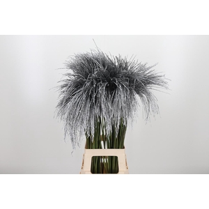 Miscanthus Kl Bh Zilver