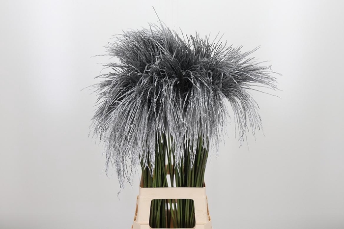 <h4>Miscanthus Kl Bh Zilver</h4>