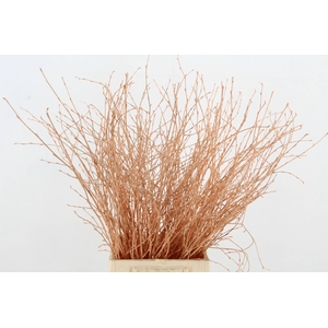 Betula Bs  Apricot FST