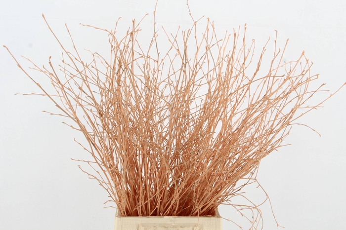 <h4>Betula Bs Apricot</h4>