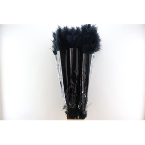 Dried Cortaderia Lao Grass Bleached Black P Stem