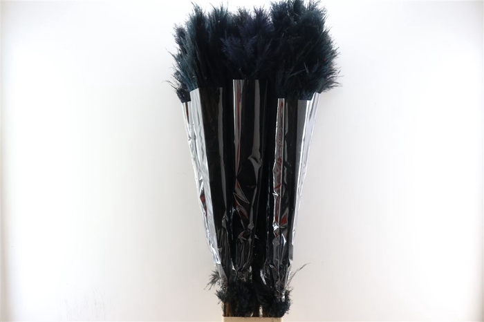 <h4>Dried Cortaderia Lao Grass Bleached Black P Stem</h4>