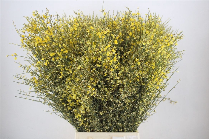 <h4>Ginster 400gr Yellow P Bunch</h4>