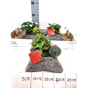 ARR TUINPLANTEN