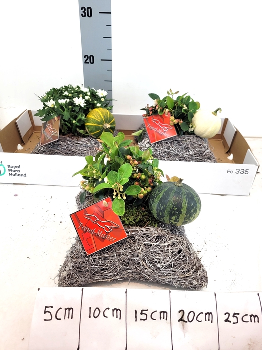 <h4>ARR TUINPLANTEN</h4>