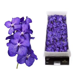 Vanda Magic Blue