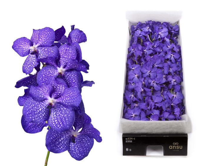 <h4>Vanda Magic Blue</h4>