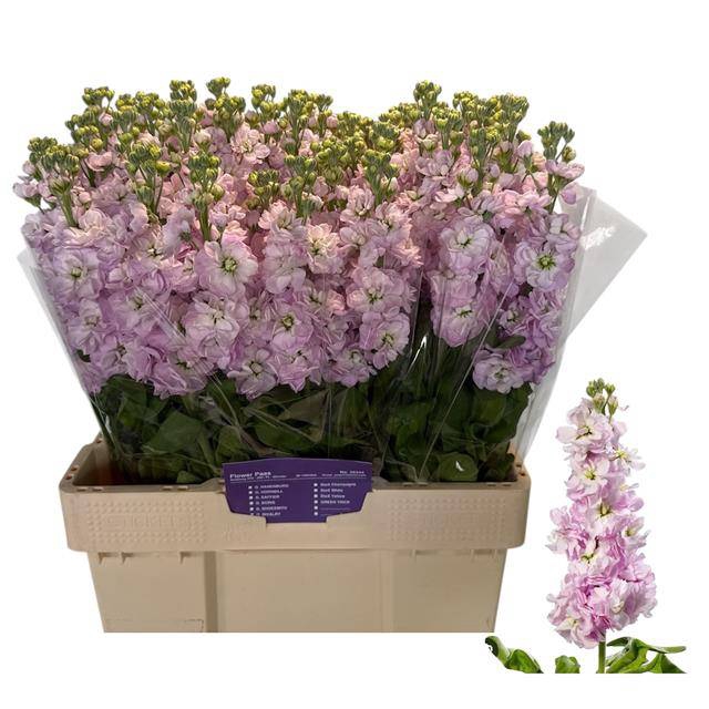 <h4>MATTH MATHILDA PINK ANGEBOT</h4>