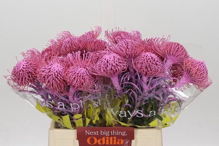 <h4>Nutans Painted Pink</h4>