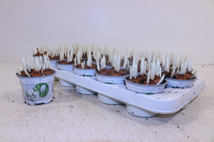 <h4>CROCUS JEANNE D ARC</h4>