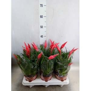 Vriesea  'Astrid'