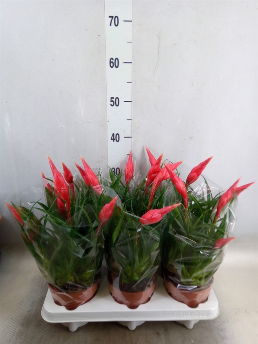 <h4>Vriesea  'Astrid'</h4>