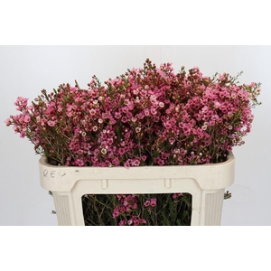 Chamelaucium Sarah's Delight