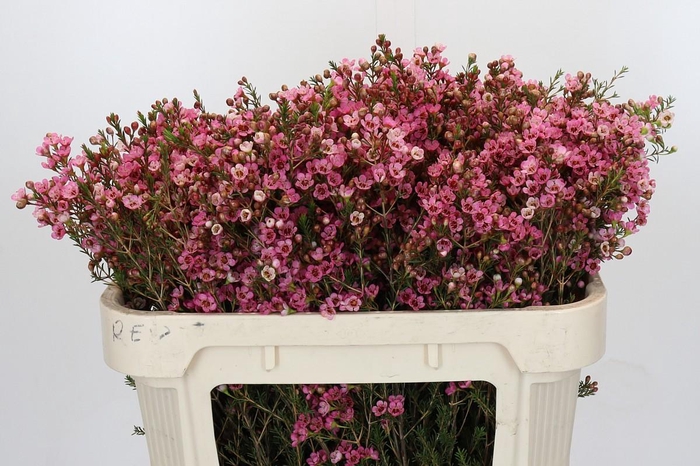 <h4>Chamelaucium Sarah's Delight</h4>