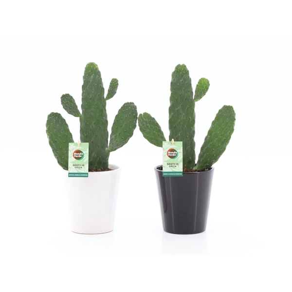 <h4>Opuntia rubescens Consolea in Zwart-Wit keramiek</h4>