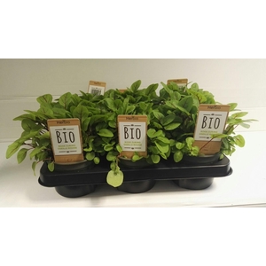 Zuring Rood P12 HERBIO steker