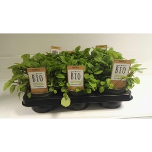 Zuring Rood P12 HERBIO steker