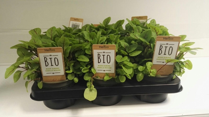 <h4>Zuring Rood P12 HERBIO steker</h4>