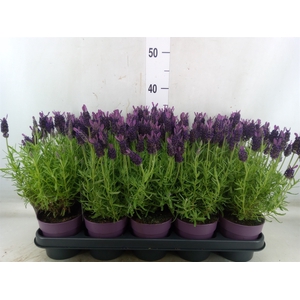 Lavandula stoec. 'Anouk'