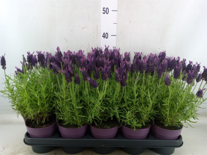 <h4>Lavandula stoec. 'Anouk'</h4>