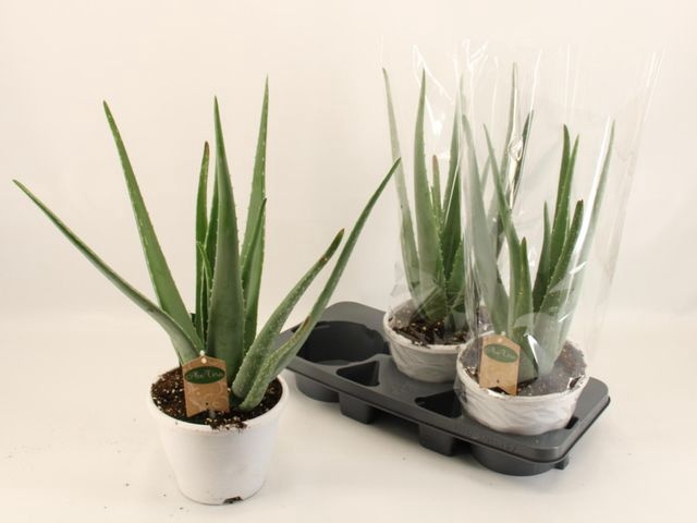 <h4>ALOE VERA</h4>