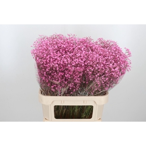 Gyps Kl Bh Lady Pink