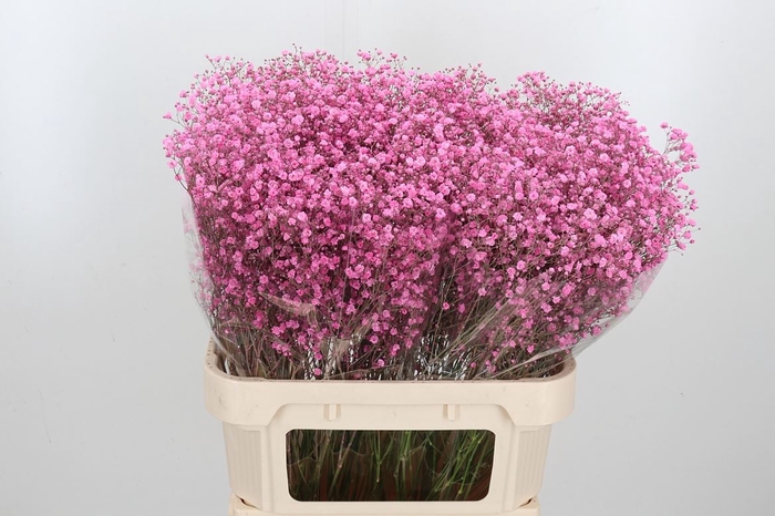 <h4>Gyps Kl Bh Lady Pink</h4>