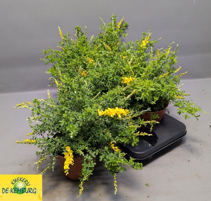 <h4>GENISTA X SP</h4>