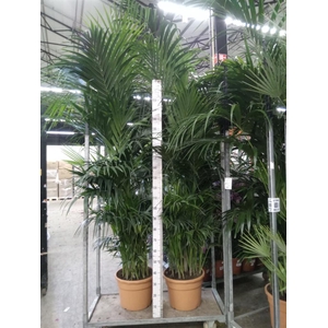 Howea forsteriana